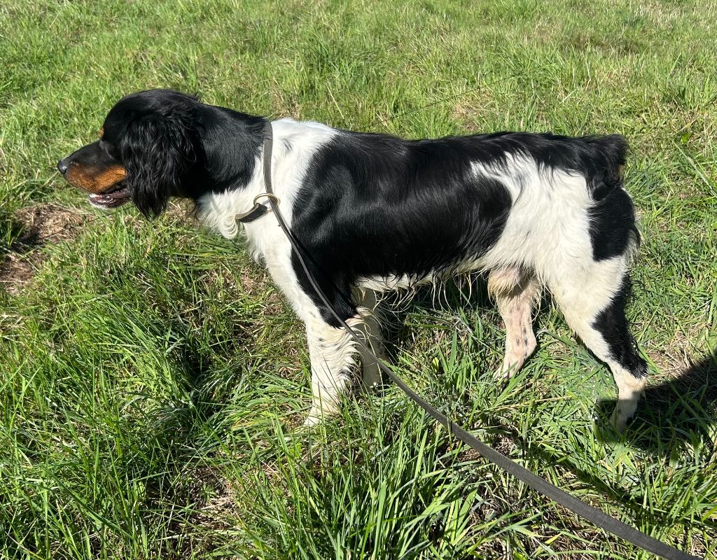 Vicomte des hautes pousterles