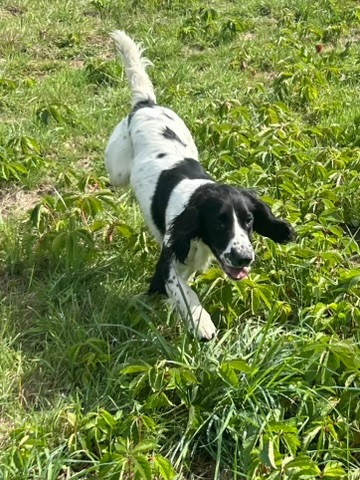 Violette des Etangs de Dame Blanche