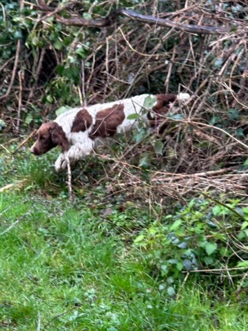 Atena des Etangs de Dame Blanche