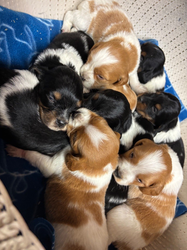EPAGNEUL BRETON CHIOTS à réserver