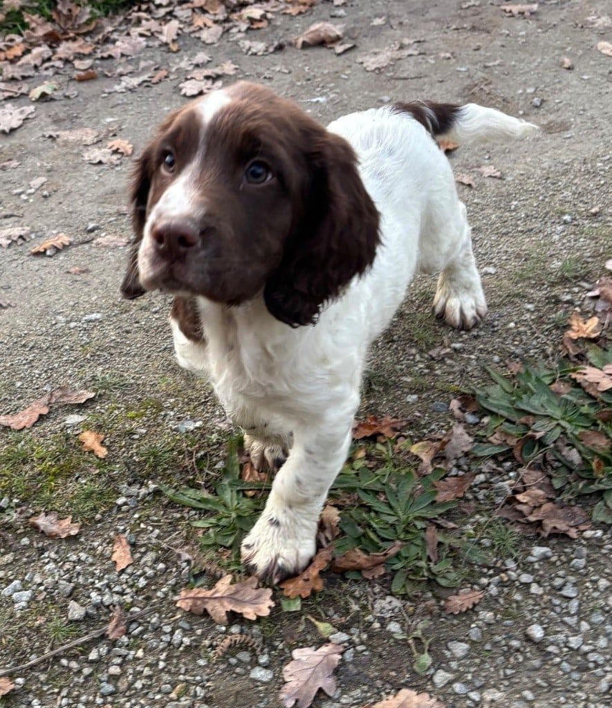 SPRINGER ANGLAIS Chiots et sujets débourrés