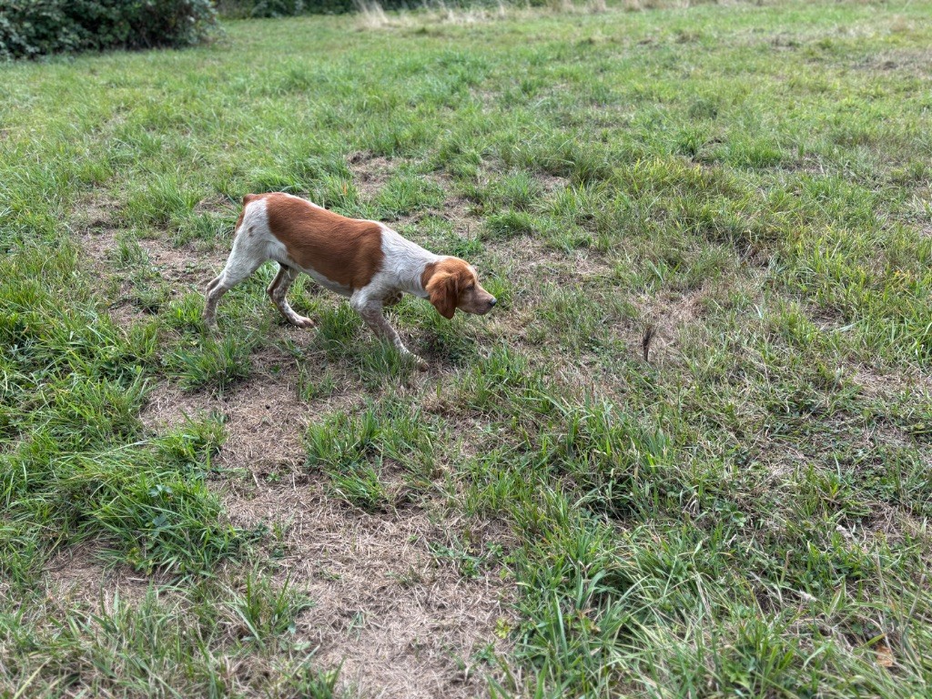 EPAGNEUL BRETON Chiots 3 mois LOF