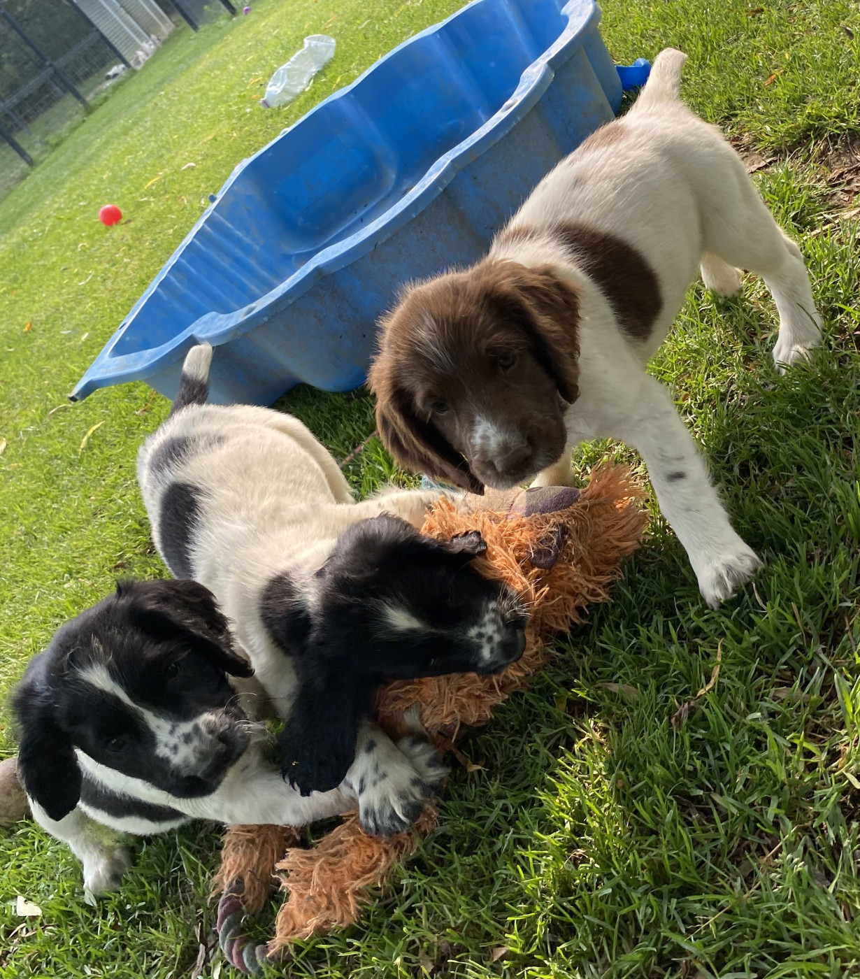 SPRINGER ANGLAIS Chiots à la réservation