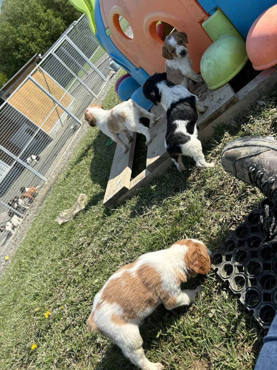 EPAGNEUL BRETON naissance à venir