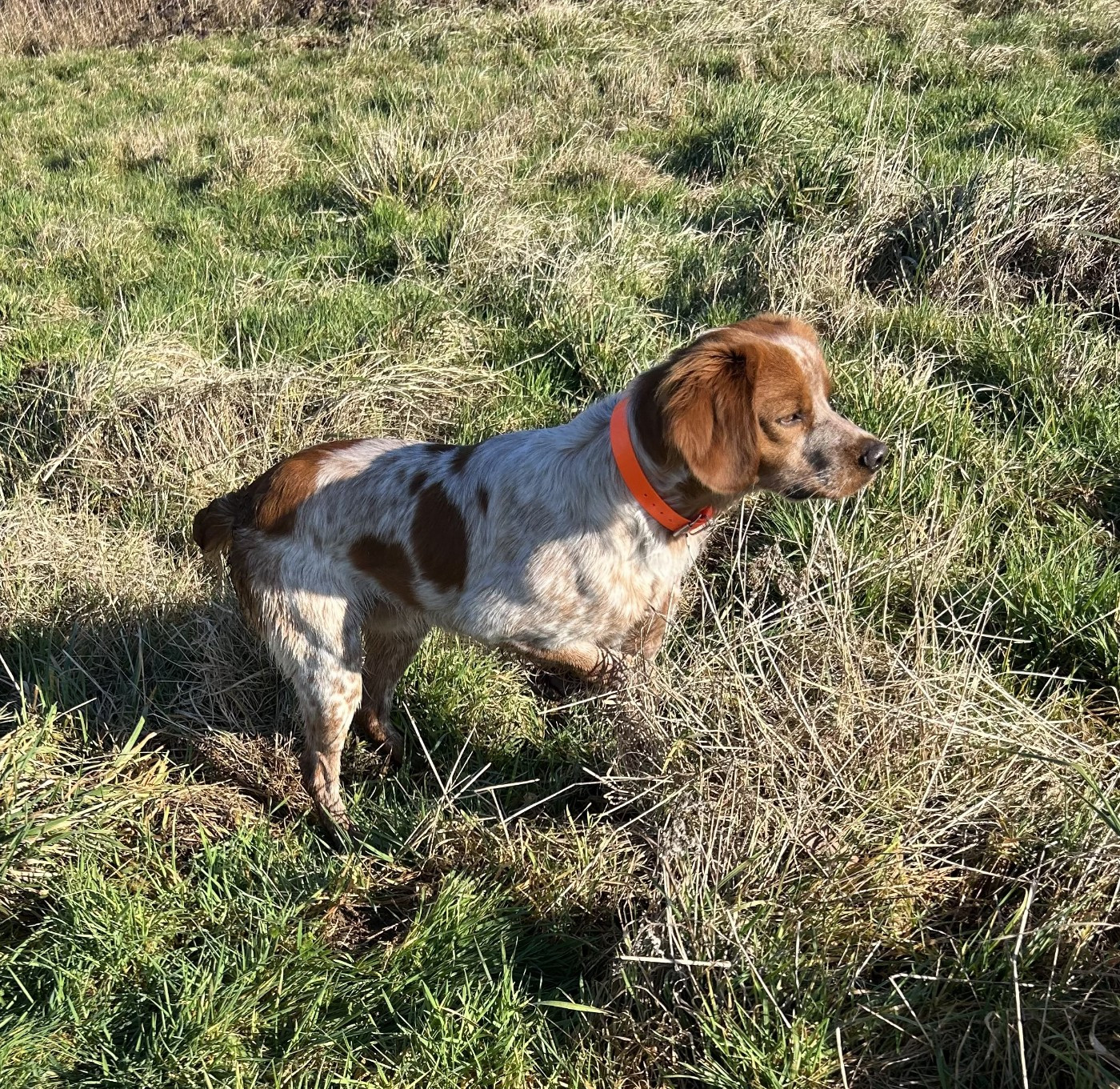 des Etangs de Dame Blanche - DRESSAGE CHASSE