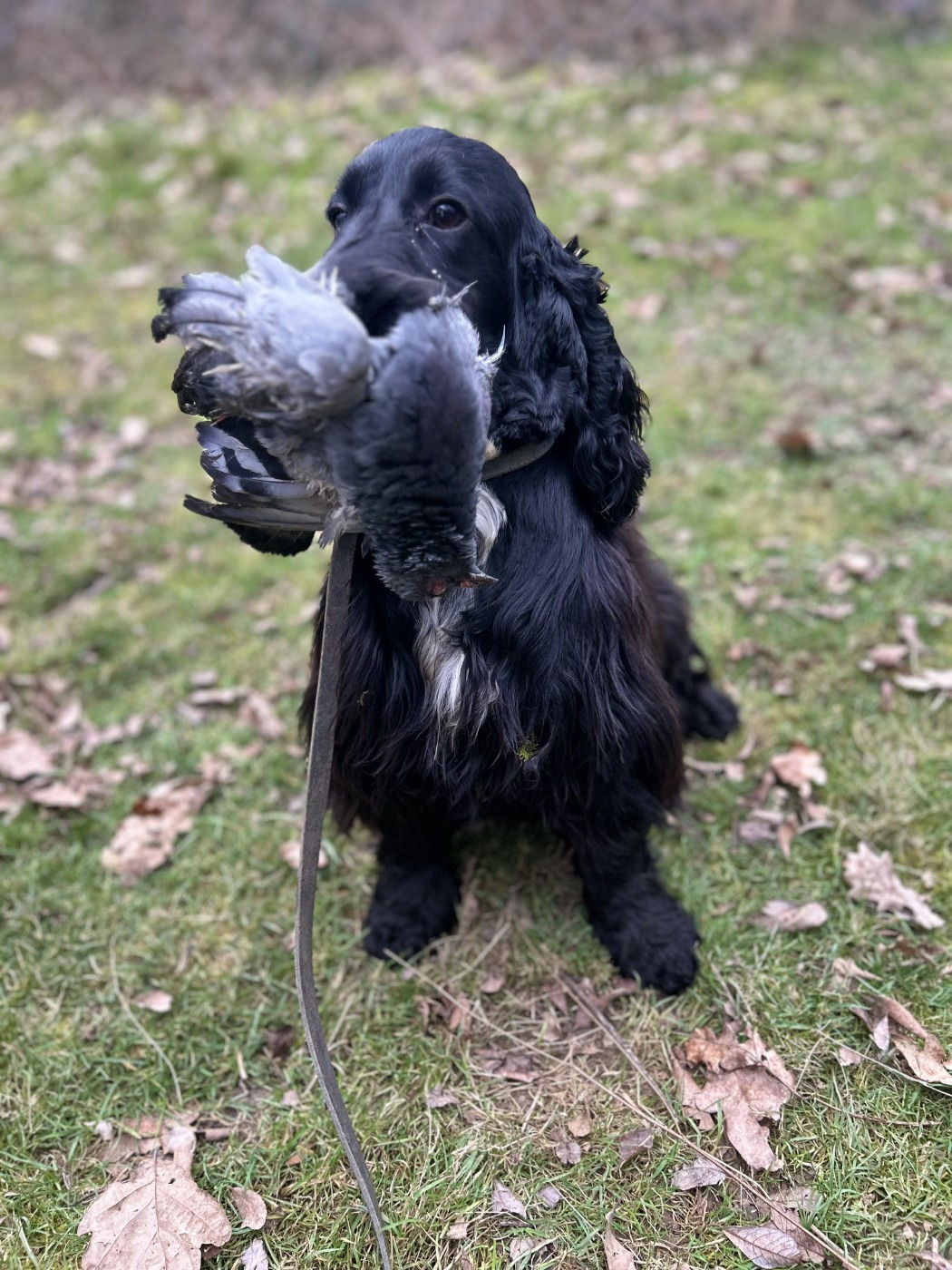 des Etangs de Dame Blanche - DRESSAGE CHASSE