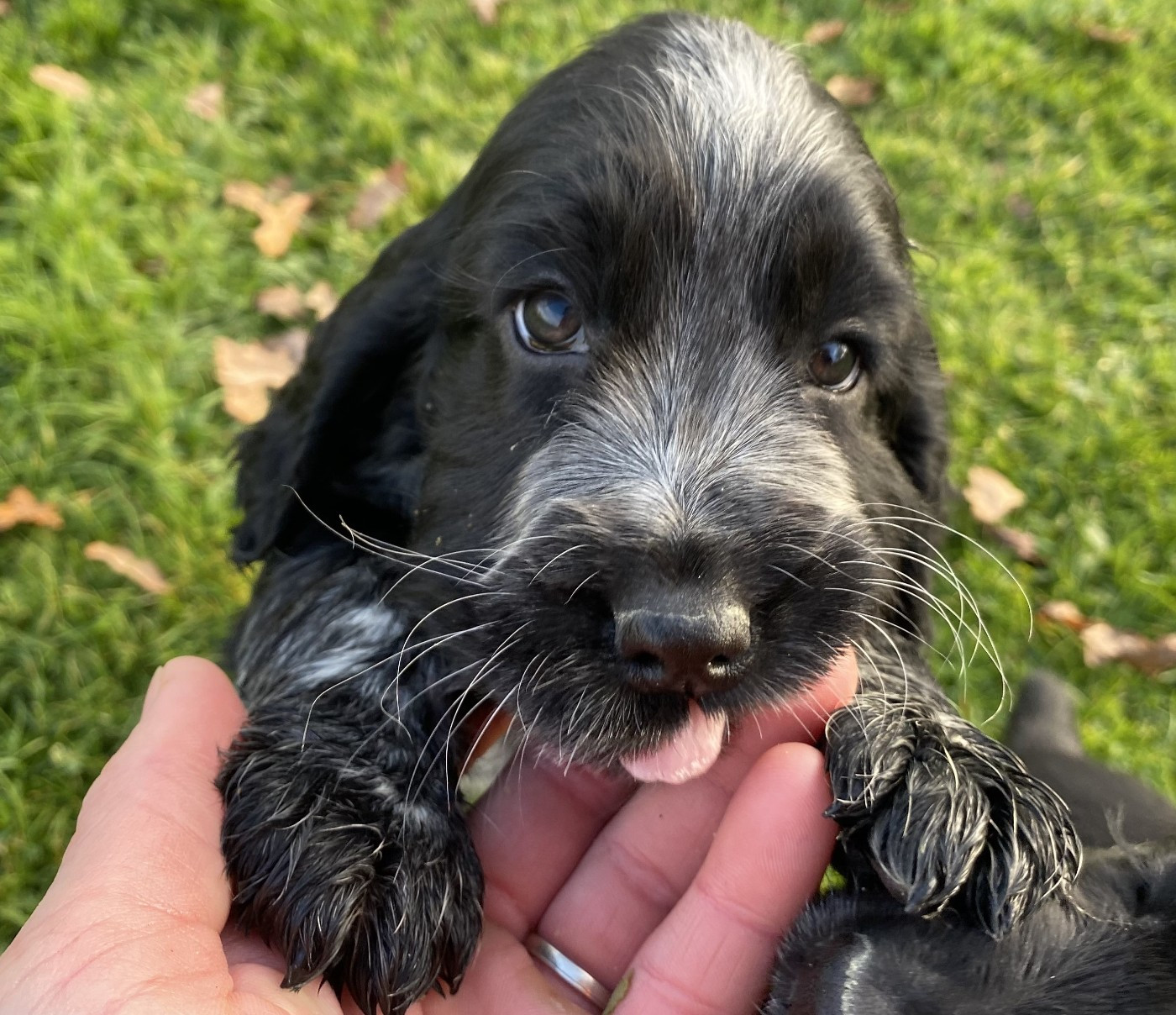 des Etangs de Dame Blanche - COCKER ANGLAIS DISPONIBLE A LA RESERVATION