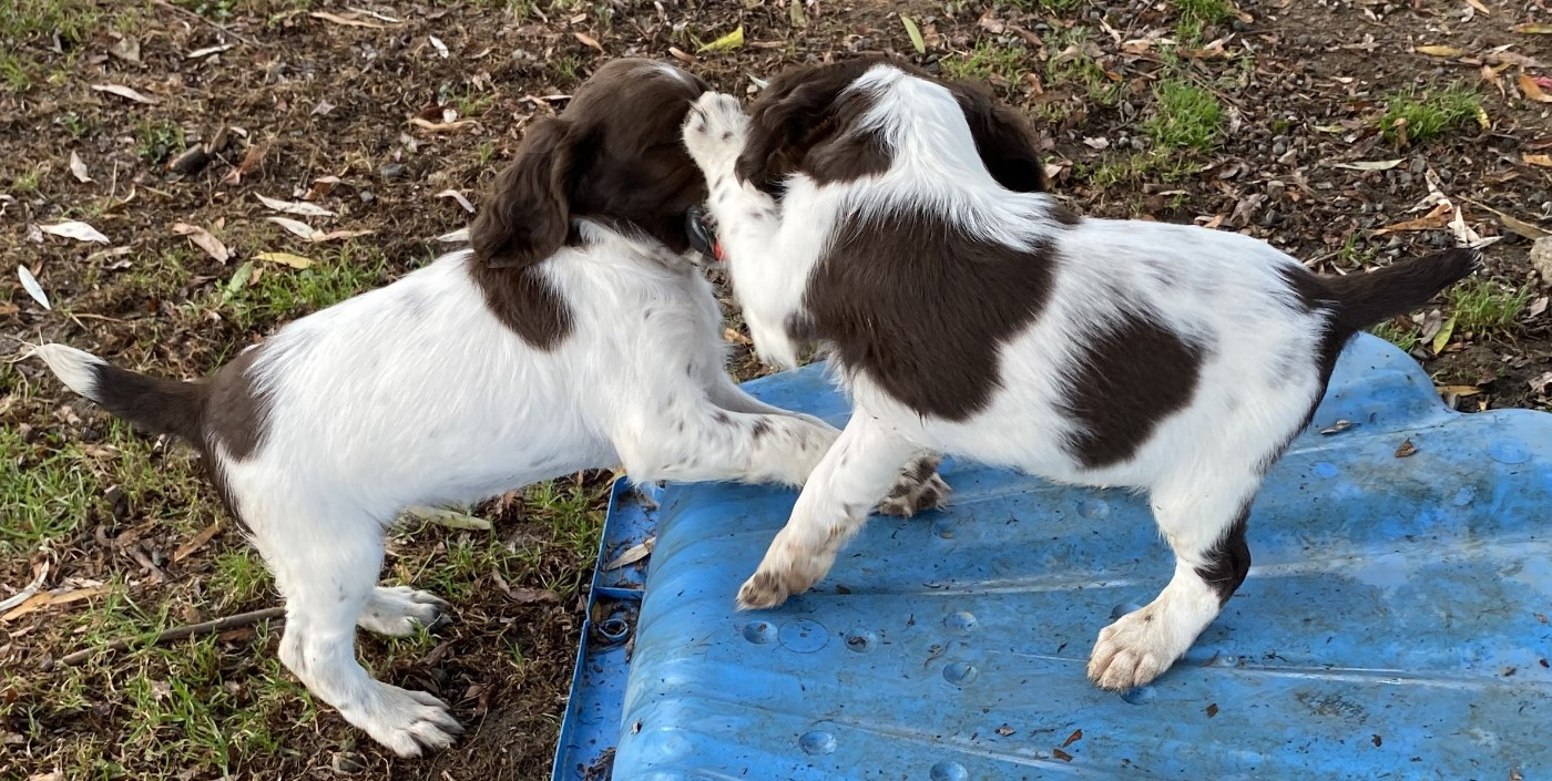SPRINGER ANGLAIS Chiots disponible à la réservation