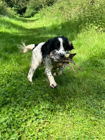 DRESSAGE CHASSE