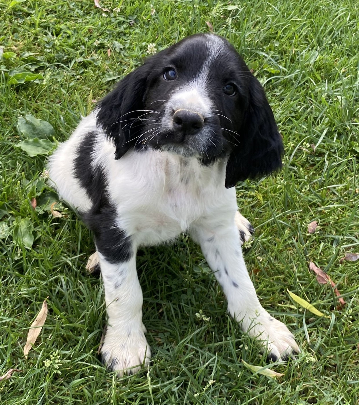 SPRINGER ANGLAIS CHIOTS DISPONIBLE A LA RESERVATION