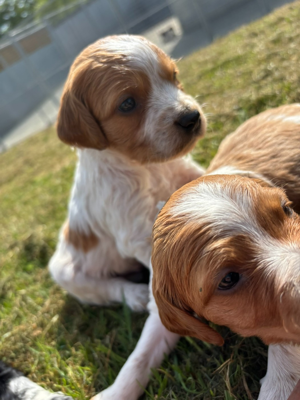 EPAGNEUL BRETON CHIOTS A LA RESERVATION ET DE 6 MOIS LOF
