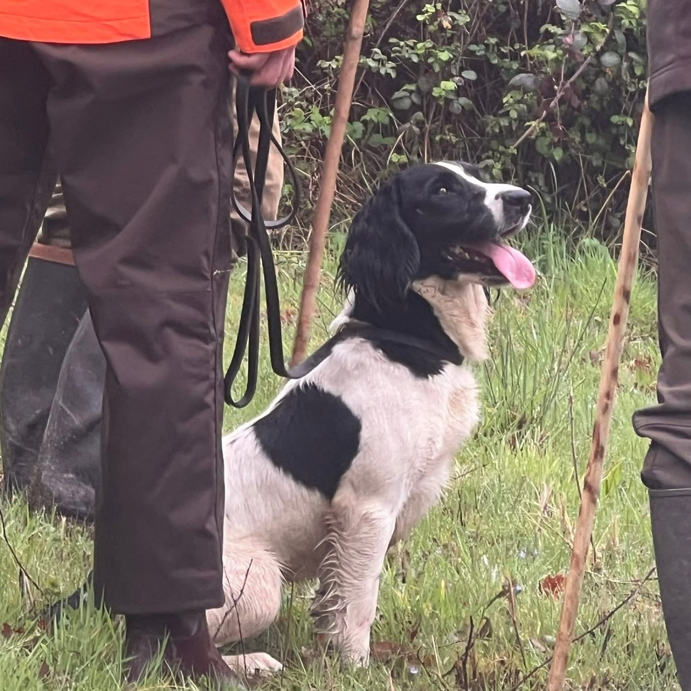 des Etangs de Dame Blanche - DRESSAGE CHASSE