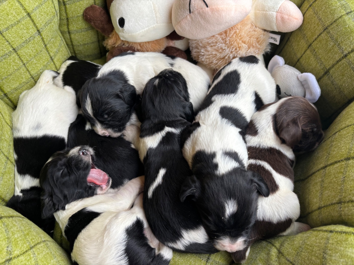 des Etangs de Dame Blanche - SPRINGER ANGLAIS Chiots