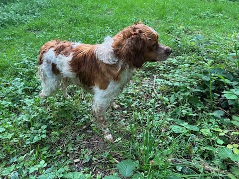 DRESSAGE CHASSE