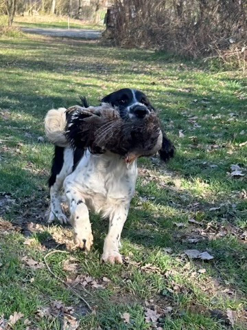 des Etangs de Dame Blanche - DRESSAGE CHASSE