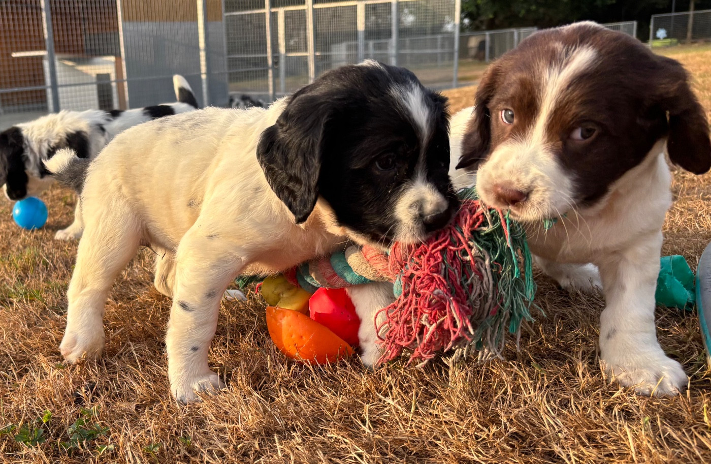 des Etangs de Dame Blanche - SPRINGER ANGLAIS Chiots de 2 mois disponible