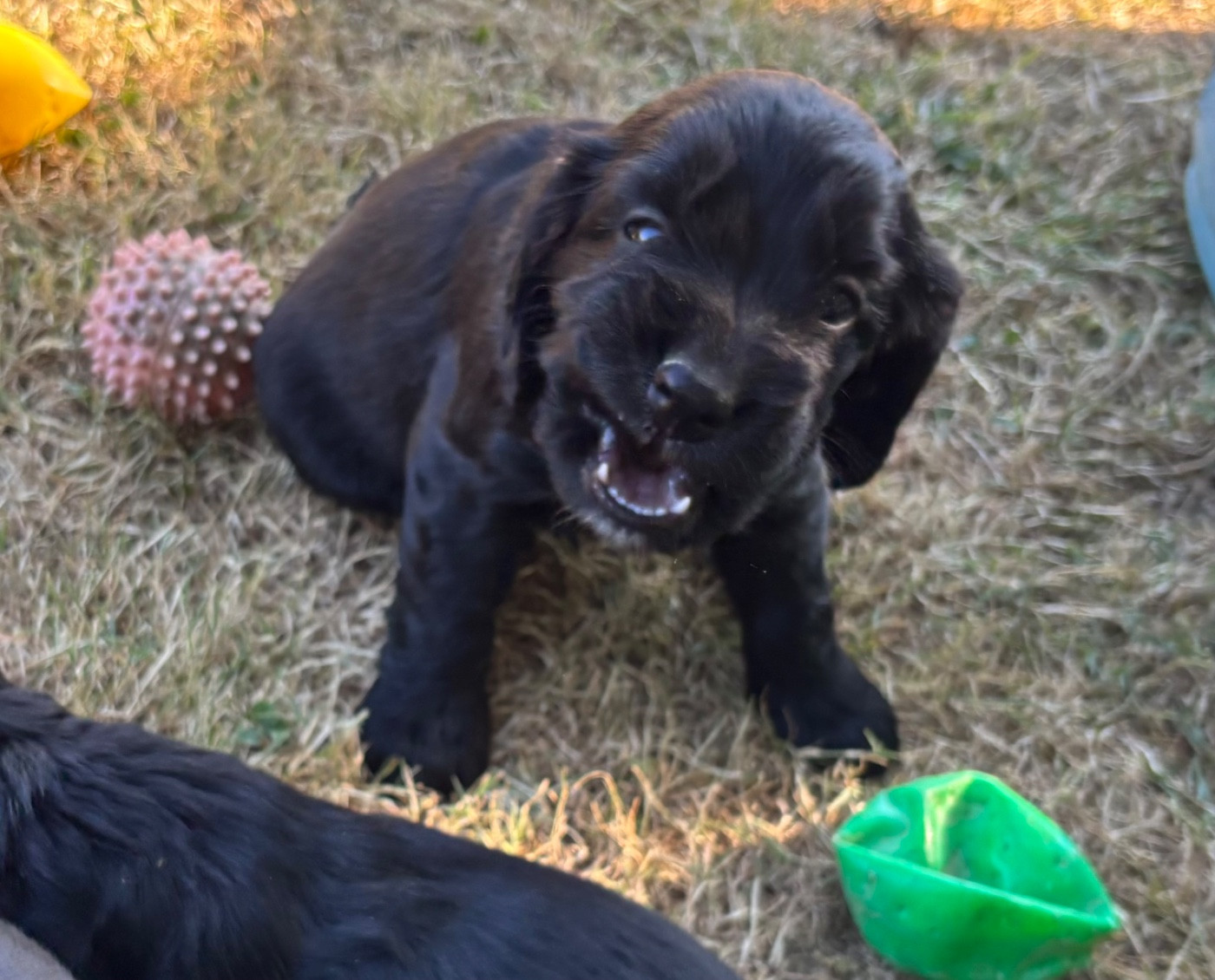 COCKER ANGLAIS Chiots disponible à la réservation