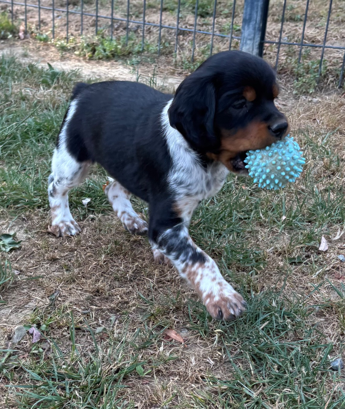EPAGNEUL BRETON Chiots disponible
