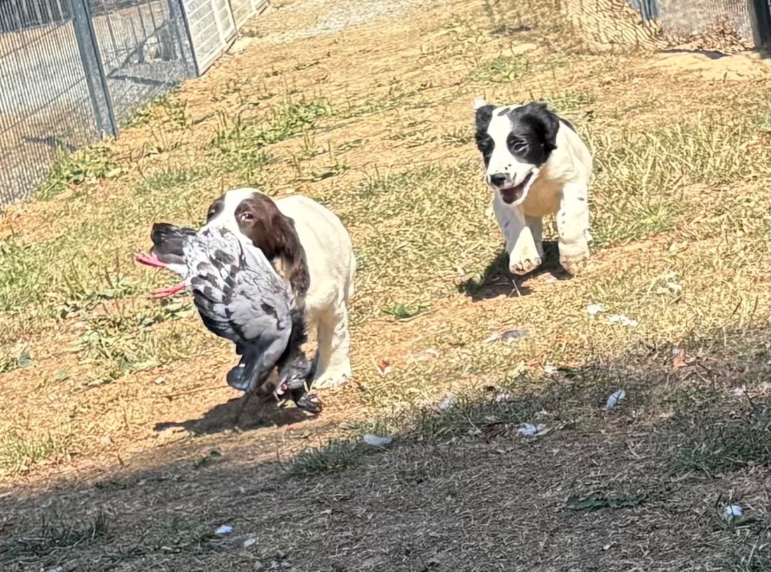des Etangs de Dame Blanche - SPRINGER ANGLAIS Chiots de 2 mois disponibles