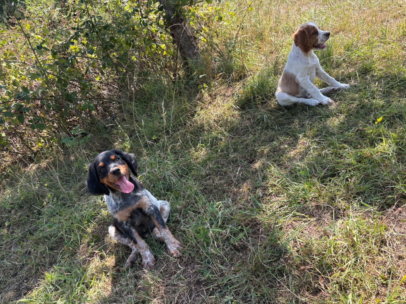 EPAGNEUL BRETON Chiots disponibles