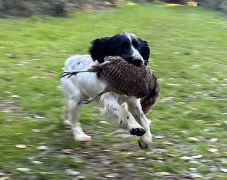 des Etangs de Dame Blanche - DRESSAGE CHASSE