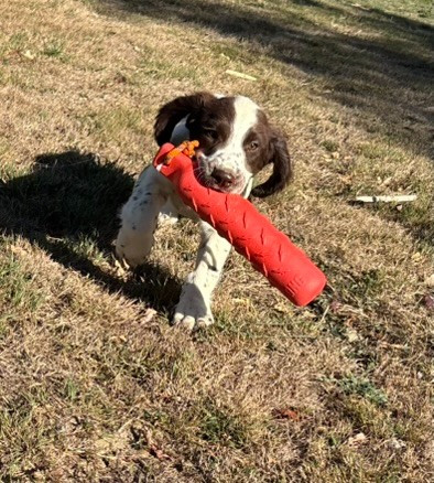 des Etangs de Dame Blanche - SPRINGER ANGLAIS CHIOTS DE 2 DISPONIBLES