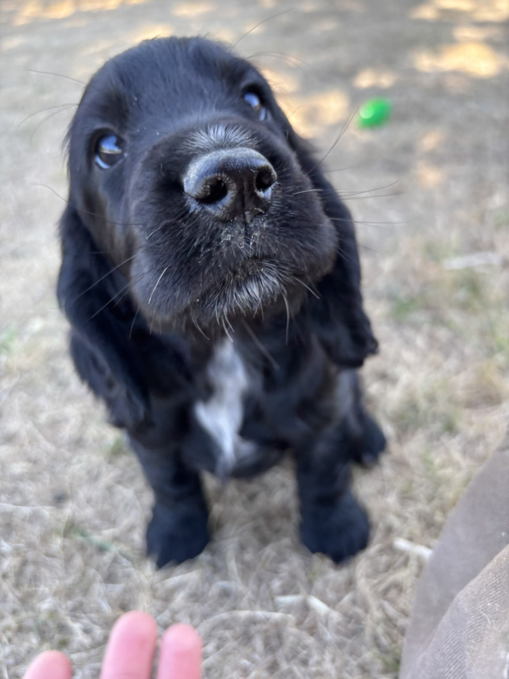 COCKER ANGLAIS CHIOTS DE 2 MOIS DISPONIBLES