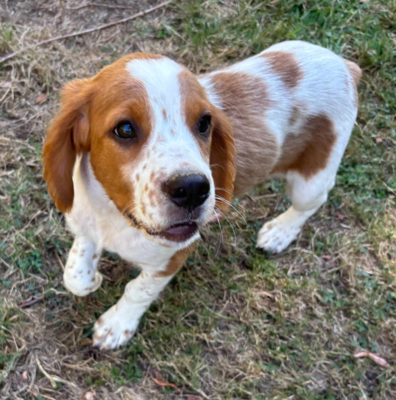 EPAGNEUL BRETON CHIOT DISPONBILE DE 2 MOIS
