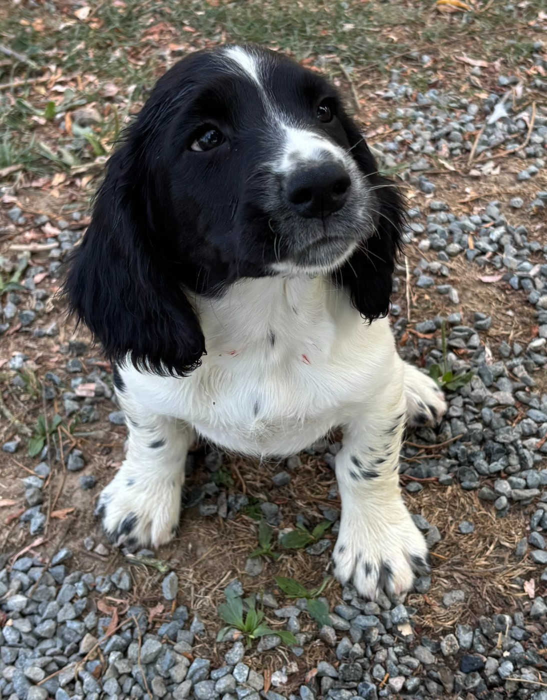 SPRINGER ANGLAIS Chiots 2-3 mois