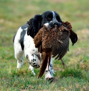 DRESSAGE CHASSE