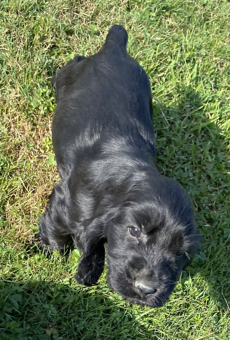 COCKER ANGLAIS Chiots bientôt disponible à la réservation
