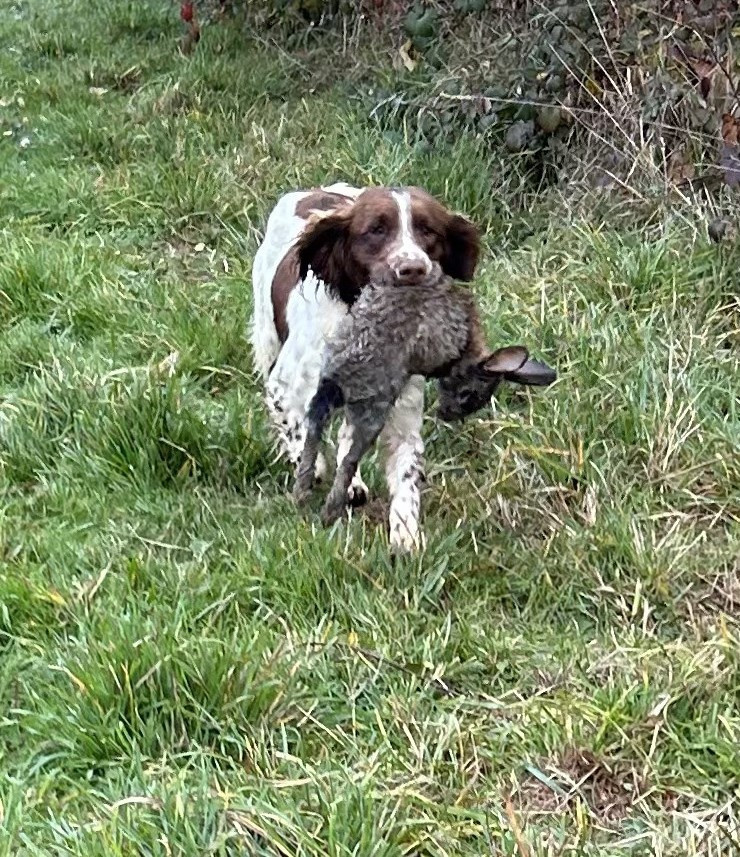 des Etangs de Dame Blanche - DRESSAGE CHASSE