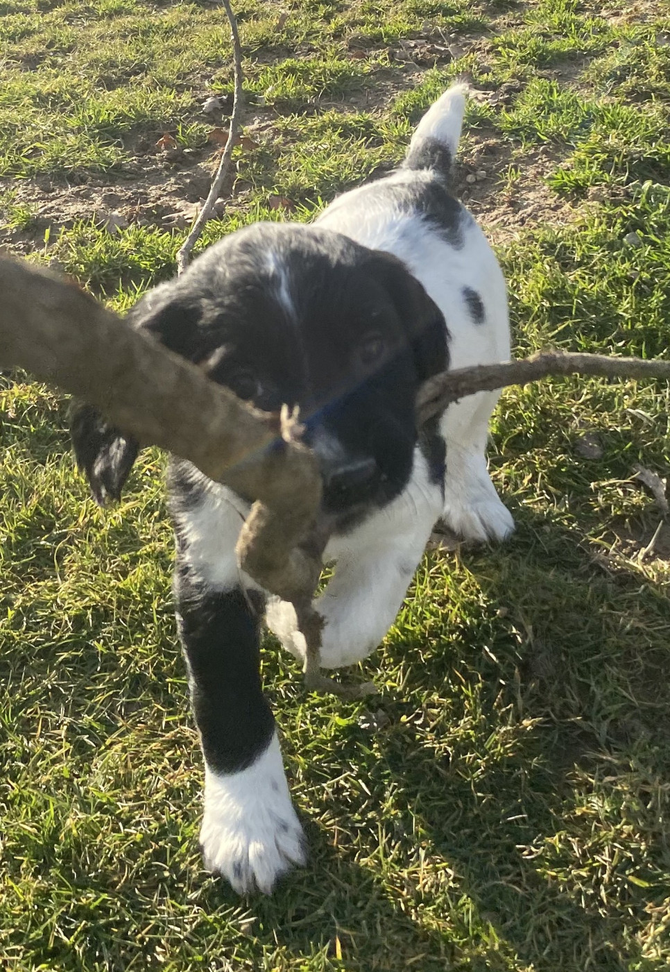 des Etangs de Dame Blanche - SPRINGER ANGLAIS chiots disponible