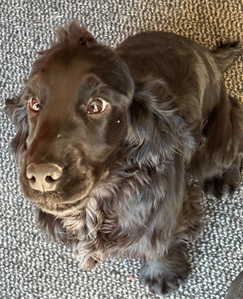 des Etangs de Dame Blanche - COCKER ANGLAIS CHIOTS DE 5 mois ou à réserver 