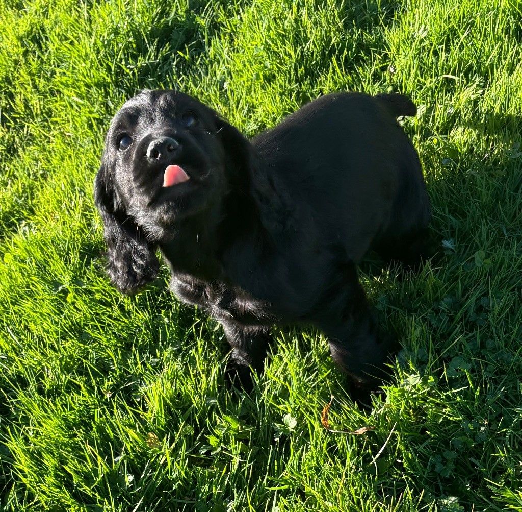 COCKER ANGLAIS Chiots disponible LOF