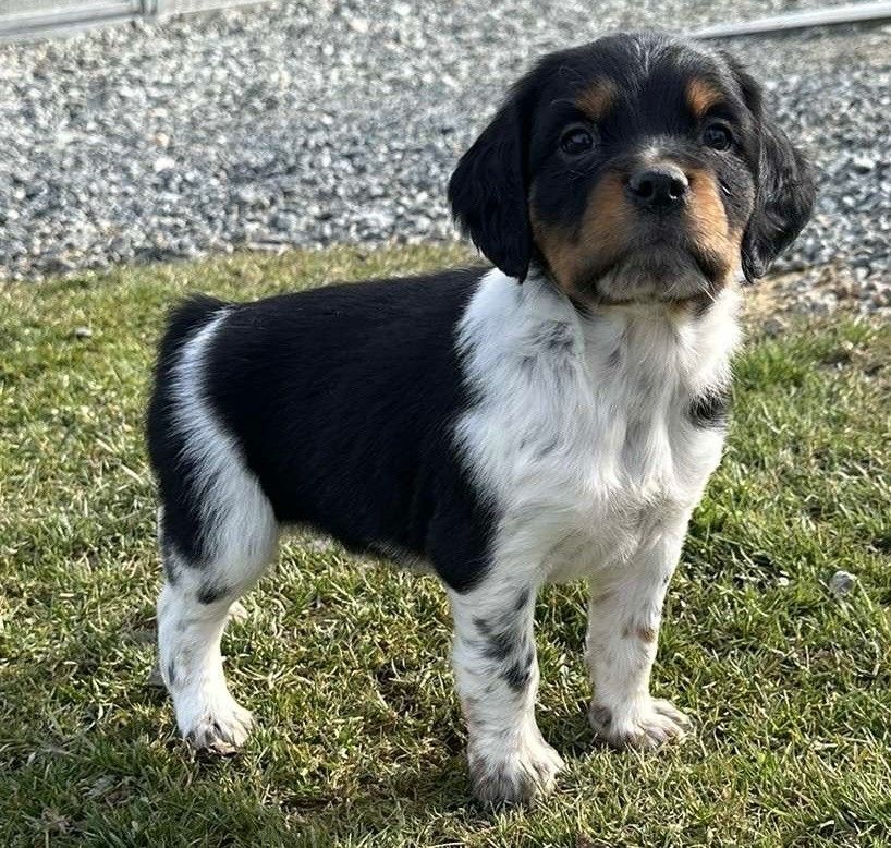 EPAGNEUL BRETON PROCHAINE NAISSANCE