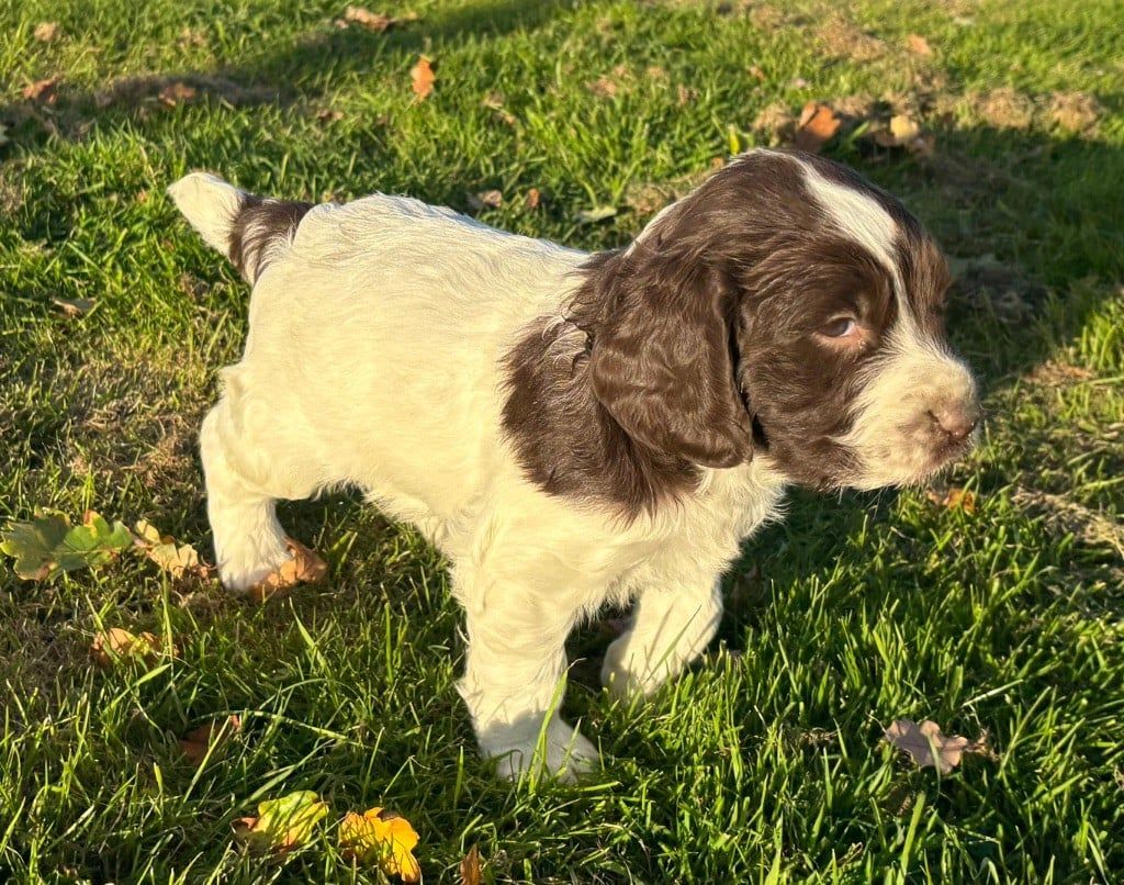 des Etangs de Dame Blanche - SPRINGER ANGLAIS CHIOTS et SUJETS DEBOURRES