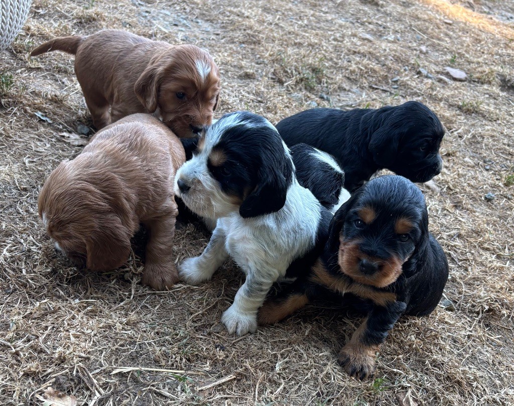 COCKER ANGLAIS Chiots de 2 mois