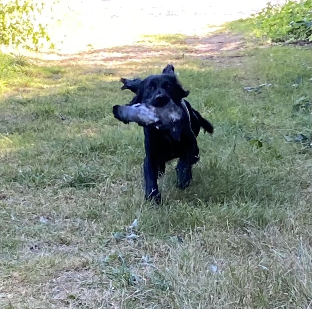 DRESSAGE CHASSE