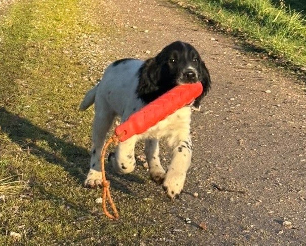 des Etangs de Dame Blanche - SPRINGER ANGLAIS DE 4 MOIS