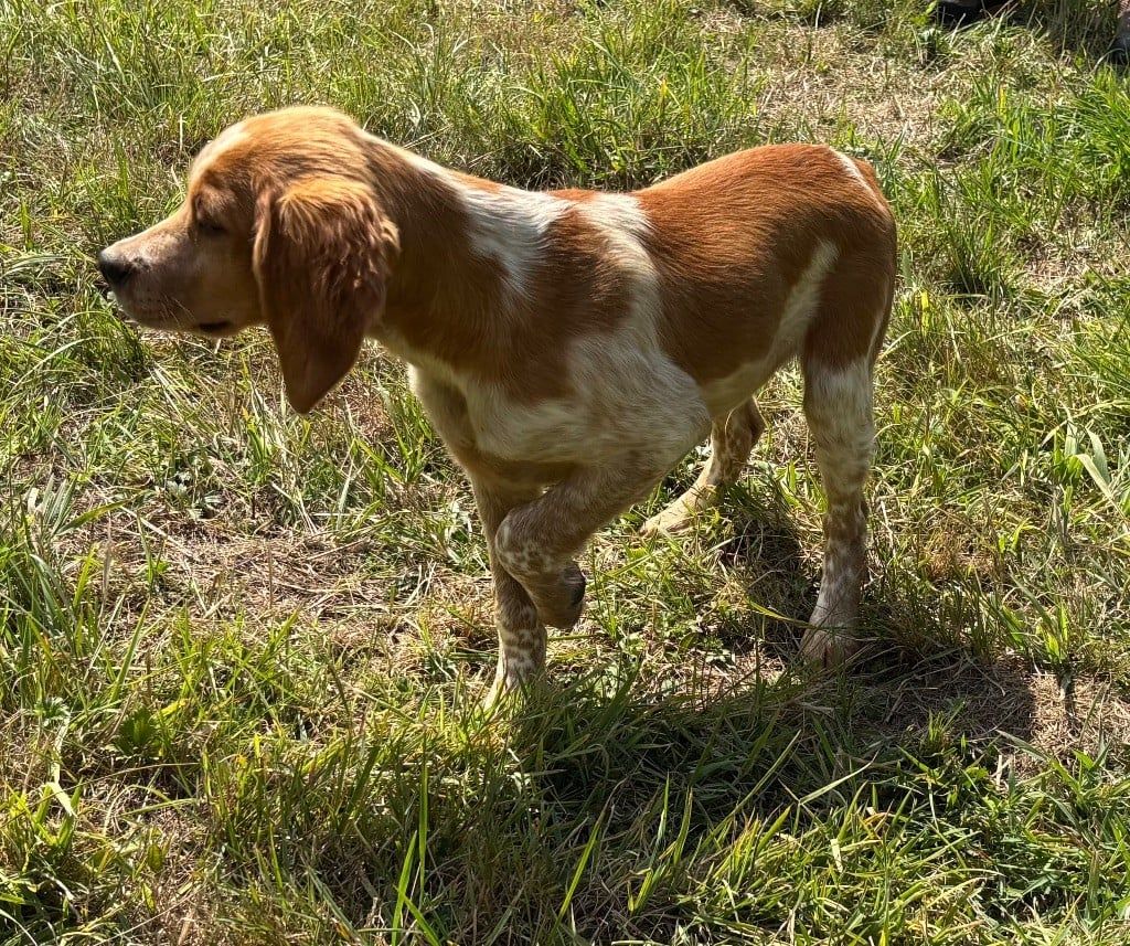 EPAGNEUL BRETON DE 4 MOIS