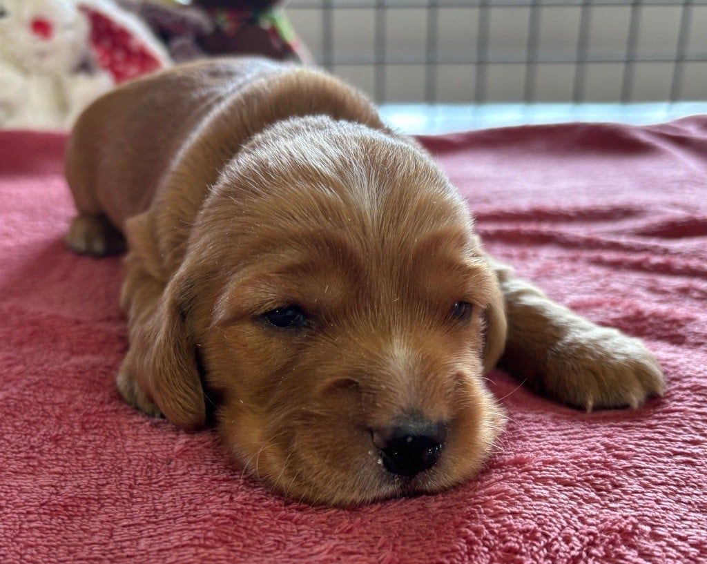 COCKER ANGLAIS Chiots de 2 mois