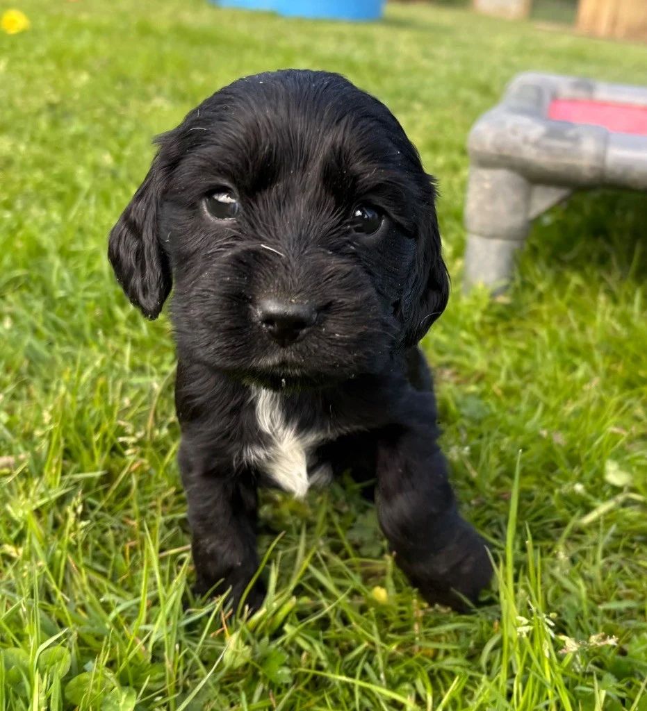 COCKER ANGLAIS Chiots