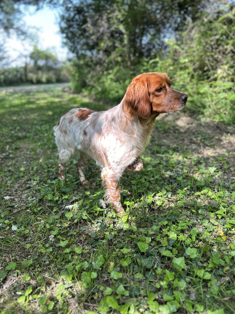 des Etangs de Dame Blanche - DRESSAGE CHASSE