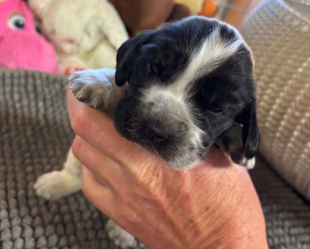 COCKER ANGLAIS Chiots de 2 mois