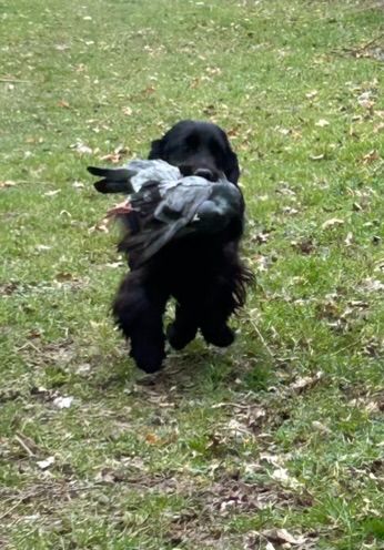 des Etangs de Dame Blanche - DRESSAGE CHASSE