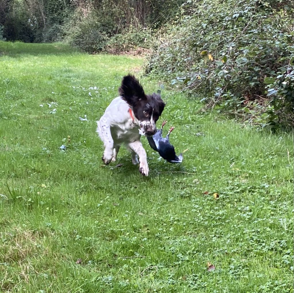 DRESSAGE CHASSE