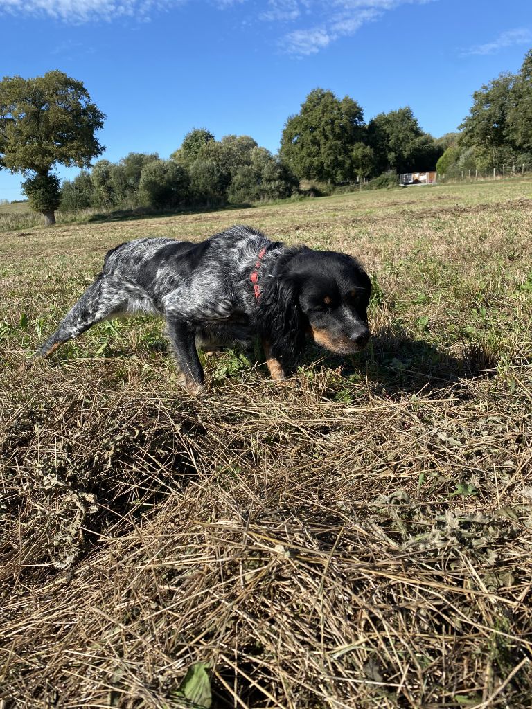 DRESSAGE CHASSE