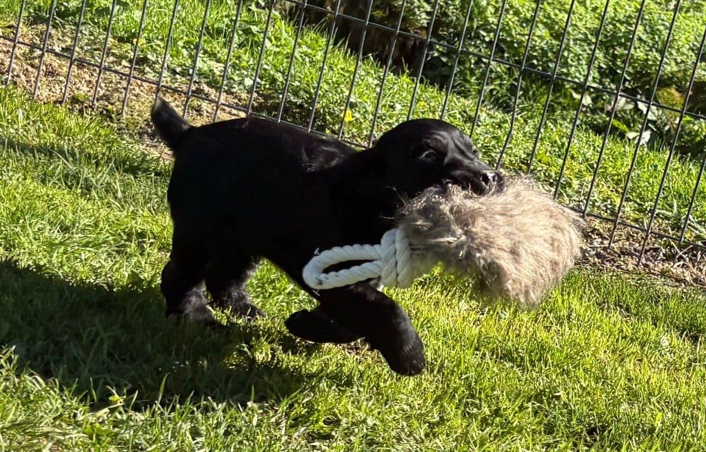 COCKER ANGLAIS CHIOTS DE 2 ET 3 MOIS