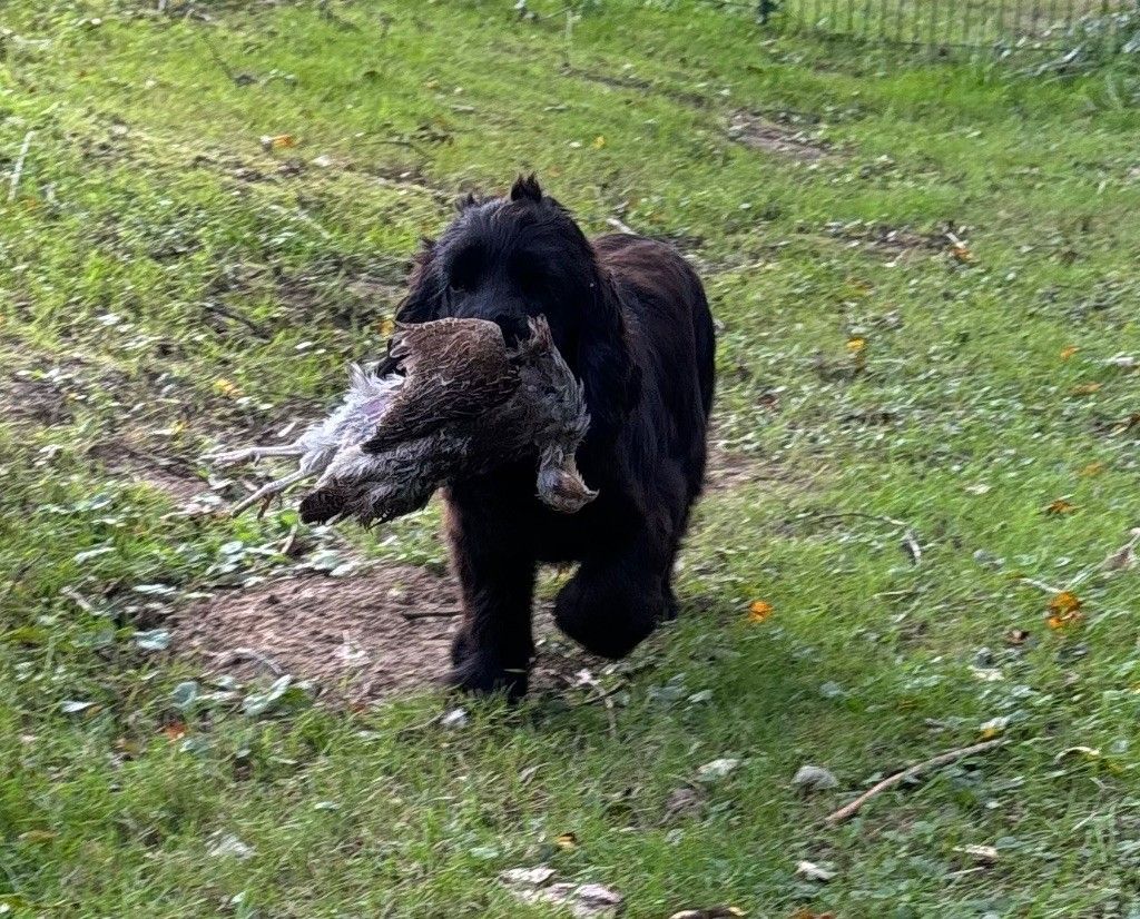 COCKER ANGLAIS Chiots de 2 et 4 mois